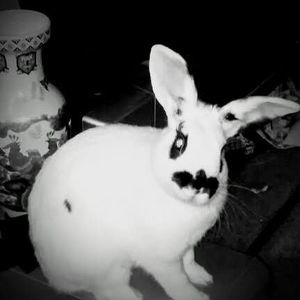 Meet your Posher, Ann-marie